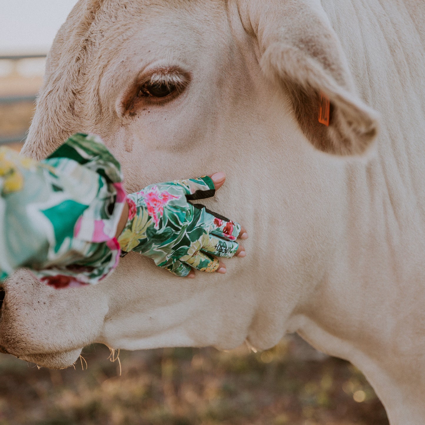 Cow with floral sun protection gloves for agricultural work in a natural setting